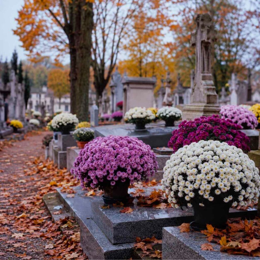 Chrysanthèmes blancs et violets déposés sur des tombes en automne, symbole du fleurissement funéraire de la Toussaint.
